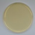 Sabouraud Dextrose Agar Plates