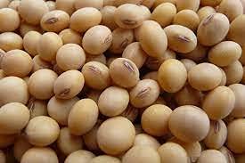 Non GMO Organic Soybeans - 10 lb