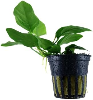 Shore Aquatic's Anubias Nana Petite - Perfect Low-Light Aquarium Plant for Foreground Accents (5 Pack)