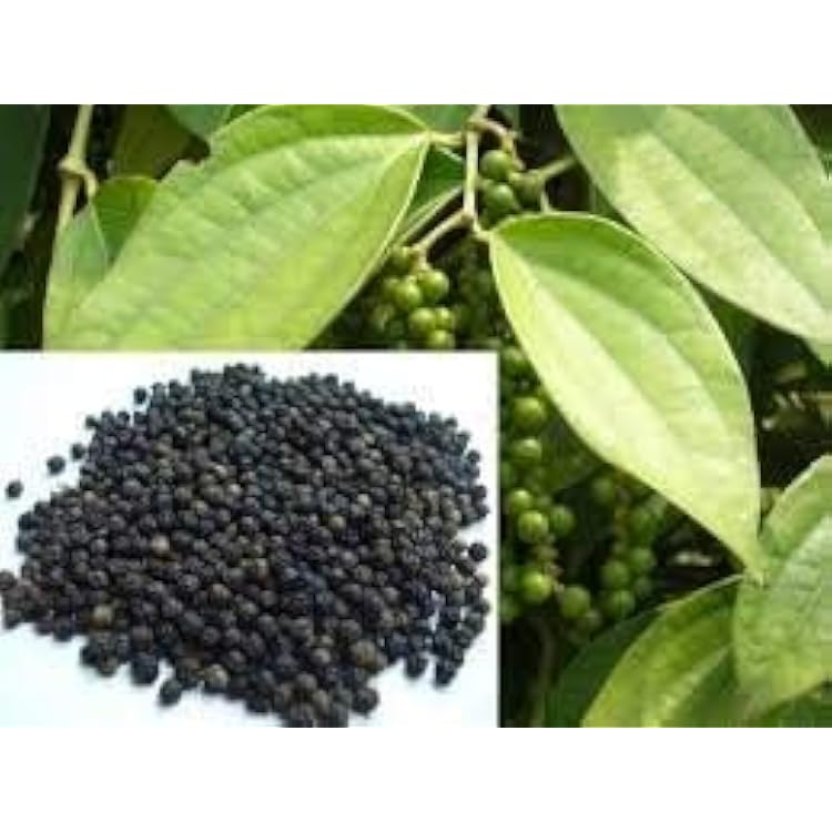 New BlackWhite peppercorns Piper nigrum for GrowingGerminating Fresh 25 Seeds