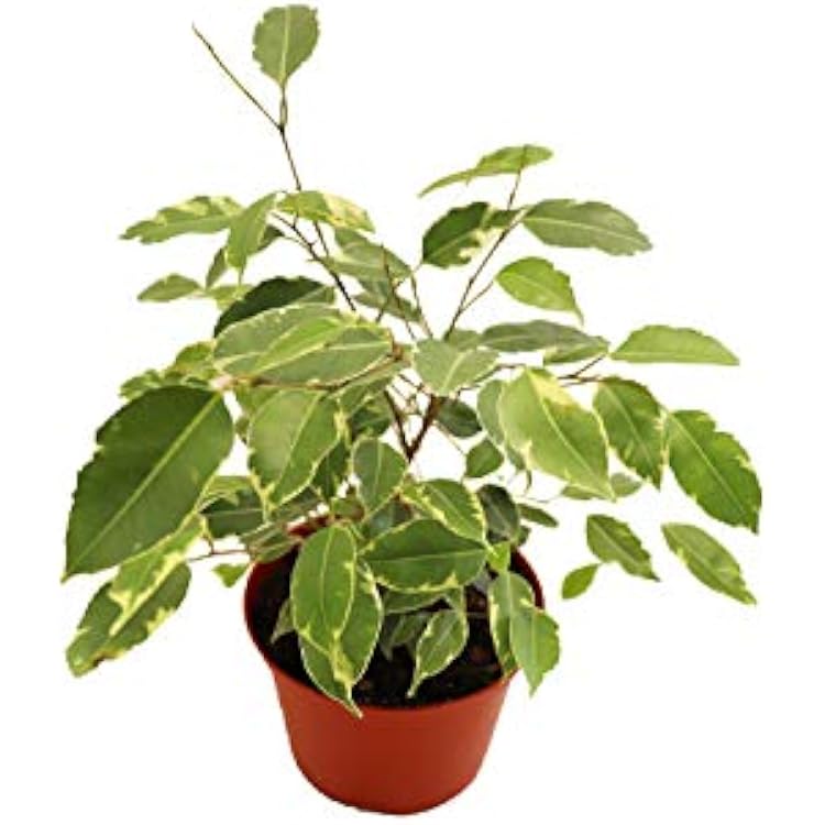 Ficus Benjamina Variegated - 6 from California Tropicals