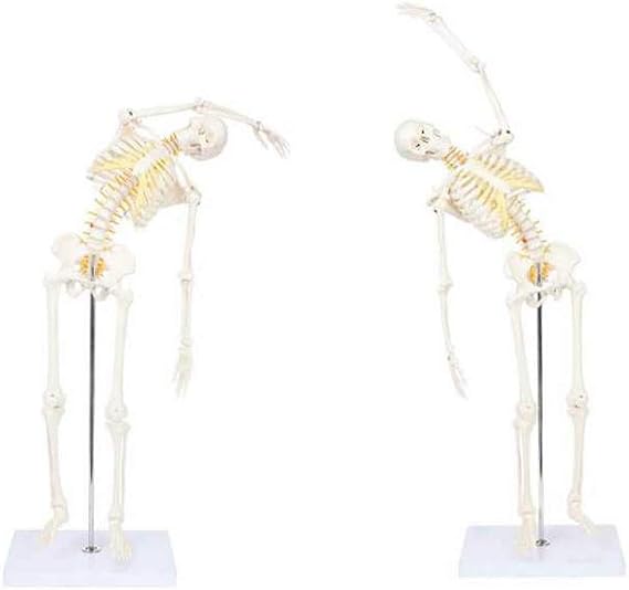 Wellden Product Anatomical Human Skeleton Model, 1/2 Life Size, 85cm, Flexible