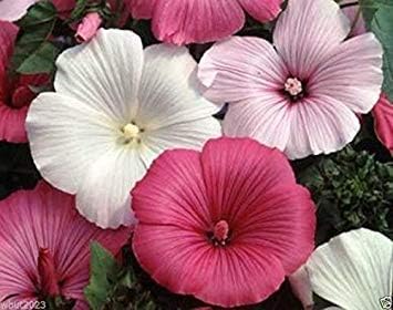 Rose Mallow Seeds - Mix,500 Seeds also known as Tree Mallow