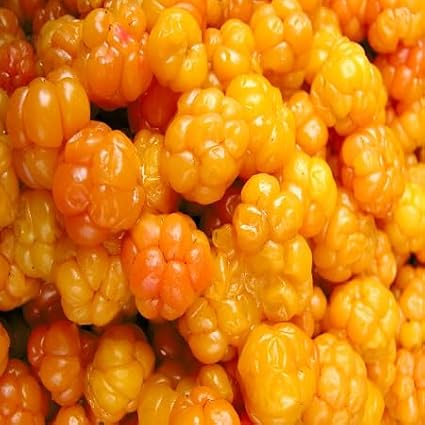Cloudberry Fruit Seeds 80pcs Yellow