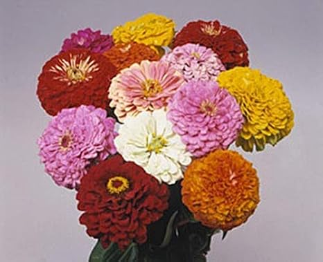 Zinnia Benary Giant Mix Annual Seed