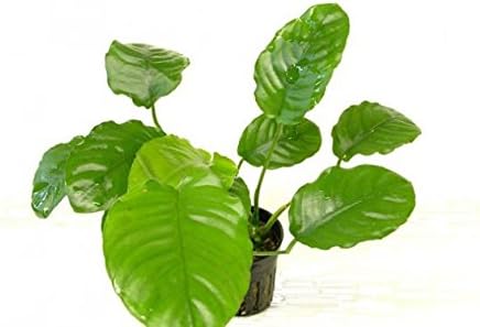 Anubia Wrinkle Leaf Bare Root - Easy Low Light Aquarium Plant