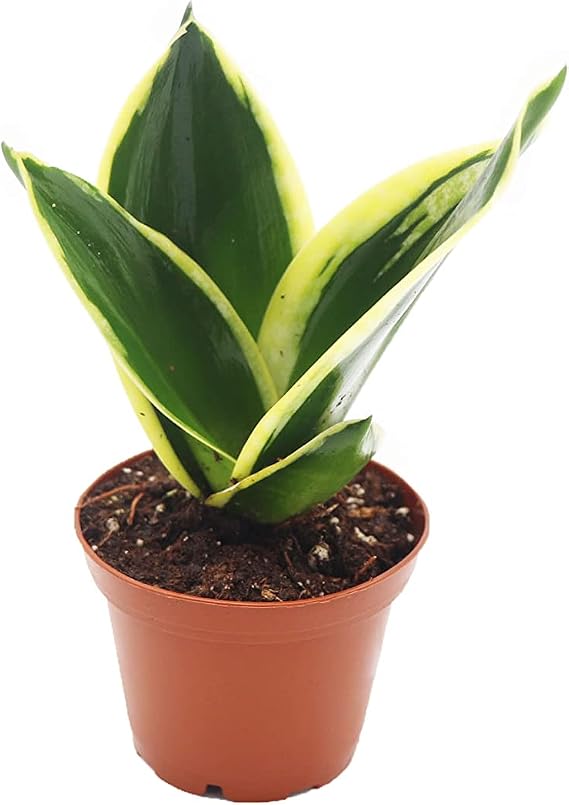 Sansevieria Black Gold - 2" from California Tropicals