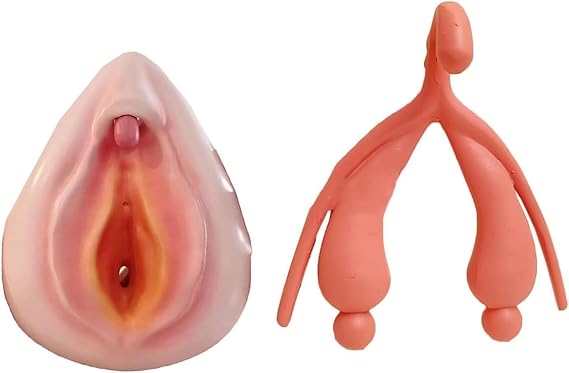 2 Pcs Female Gynecological Manikin Model, Vulva Combination Model Human Uterus Model, for Communication