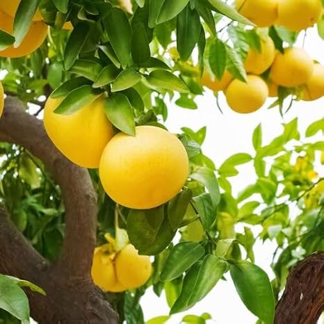 10pcs Yellow Grapefruit Seeds