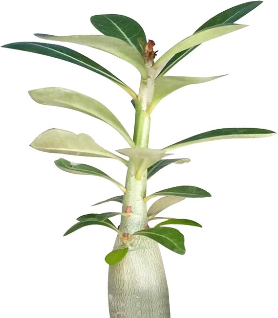 Succulents Box Adenium Obesum Desert Rose Succulent (4 inch) Rare Succulent