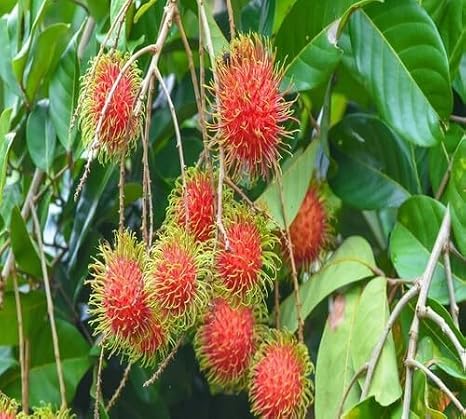 10pcs Red Rambutan Fruit Seeds