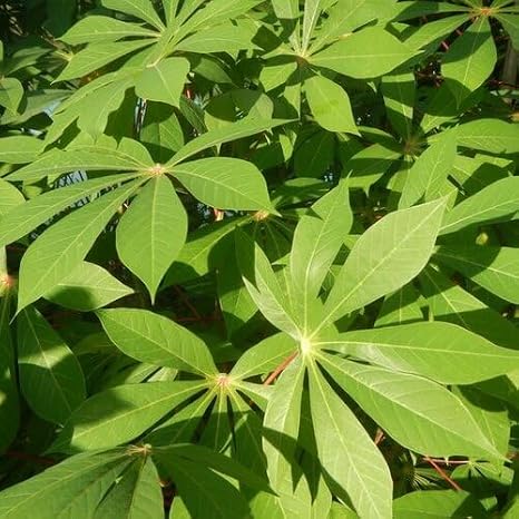 40pcs Green Cassava Plant Seeds