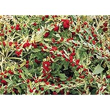 Chenopodium Strawberry Spinach Annual Seeds, 50 Seeds per Package, 15" Height, European Herb with Red Berries and Pink Flower Spikes
