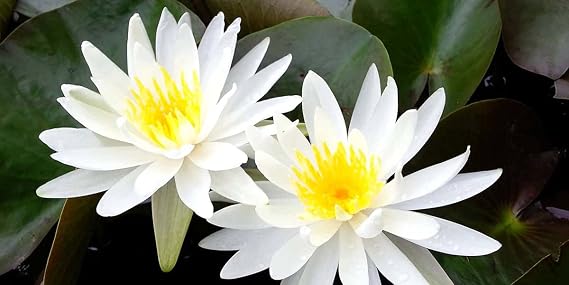10 Adet NİlÜfer Lotus ÇİÇeĞİ Tohumu