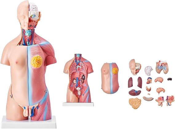 45Cm Human Body Model Torso Anatomical Human Body Model 23 Pieces Anatomical Human Torso Model Unisex Anatomical Skeleton Model with Removable Organs Educational Anatomy Model