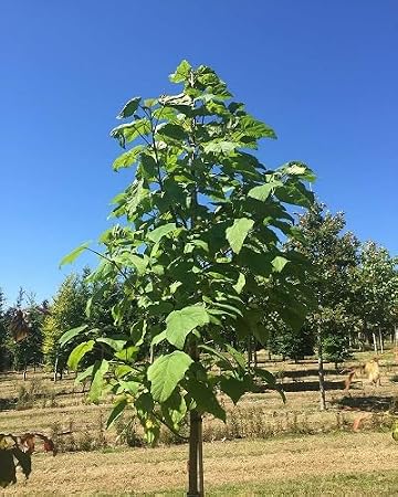 100pcs Green Paulownia Tree Seeds.