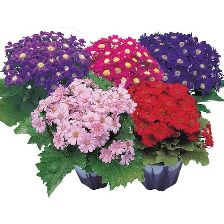 Park Seed Early Perfection Mix Cineraria Seeds, Pack of 25 Seeds