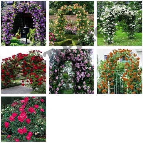 Be-Creative Climbing Rose Flower Seeds, UK Climbing Rose Flower Seeds for Home Garden Patio Plant - 10x Climbing Rose Flower Seeds White