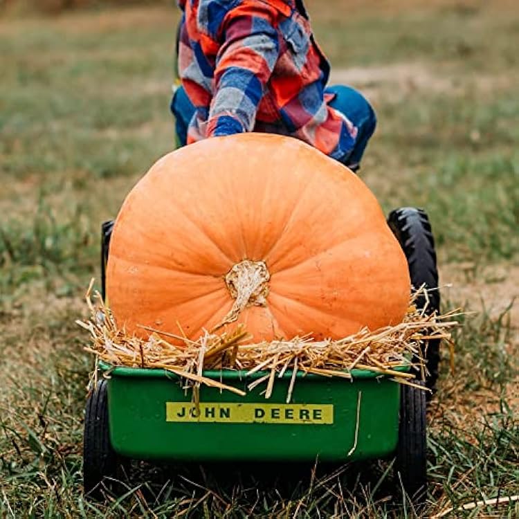 Atlantic Giant Pumpkin - 15 Seeds - Heirloom & Open-Pollinated Variety, Non-GMO Vegetable Seeds for Planting Outdoors in The Home Garden, Thresh Seed Company