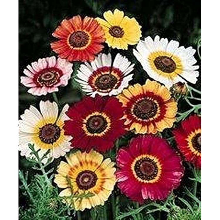 Painted Daisy Seeds Chrysanthemum Rainbow Mix 500 Seeds