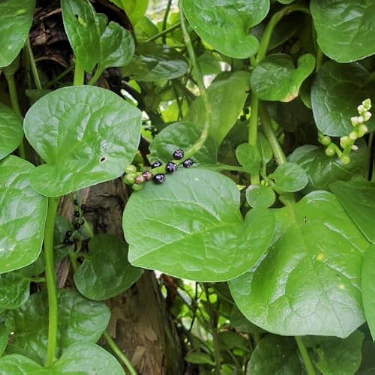TomorrowSeeds - Giant Malabar Spinach Seeds - 50 Count - for 2026 Planting USA Garden Green Vegetable Plant Leaf Kale Lettuce Bloomsdale Cabbage Non-GMO Heirloom Grow Your Own Home Farm Patio