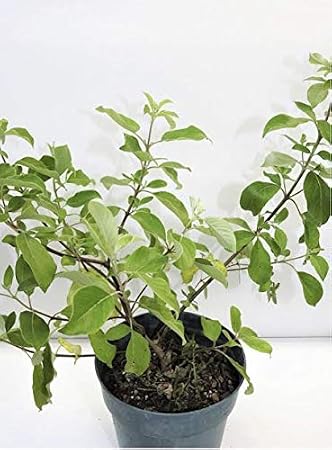 VENCEDOR Full Plant with ROOTH/PLANTA VENCEDOR CON Raiz