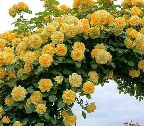 100pcs Yellow Climbing Rose Flowers Seeds