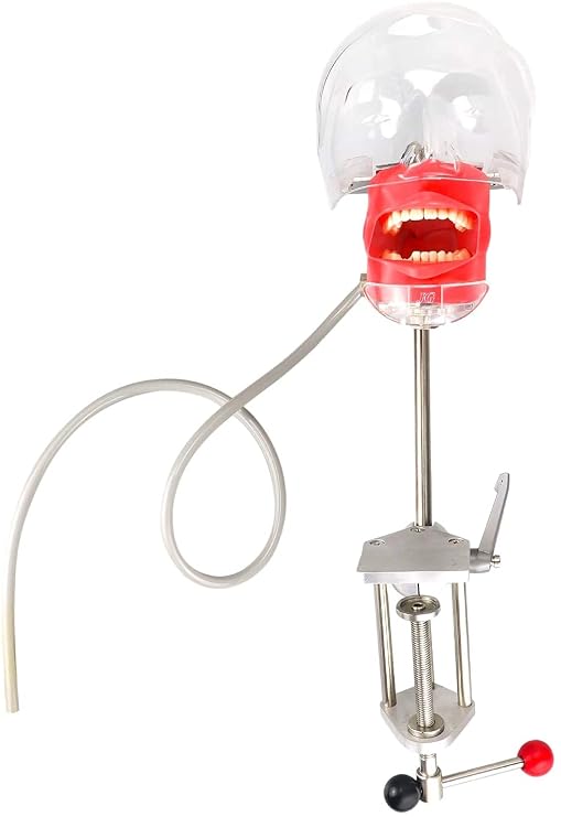 Dental Simulator Manikin Phantom Head Plastic Educational Dental Teeth Model with Bench Mount for Education Fix on (Table Type)
