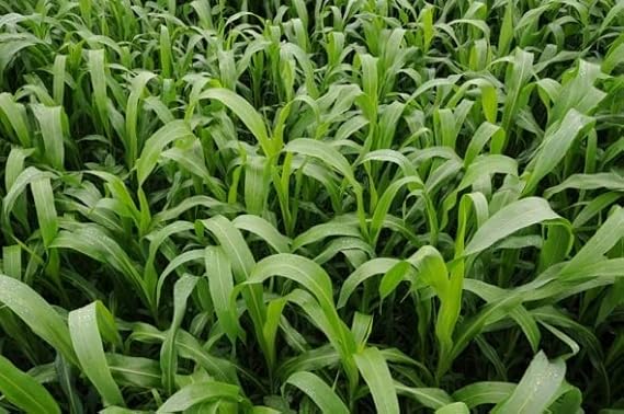 Sorghum Sudangrass Sugar Grazer II Seed (1 Lb.)