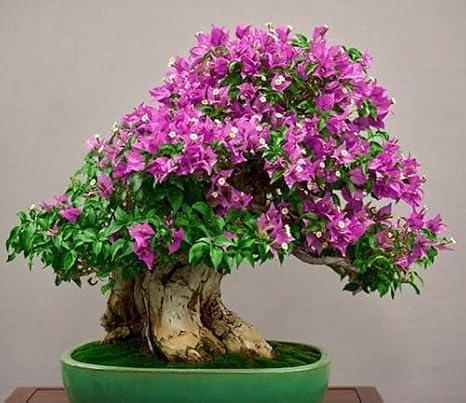 Jacaranda Tree Seeds Green 30pcs