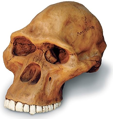 Australopithecus africanus Cranium Replica