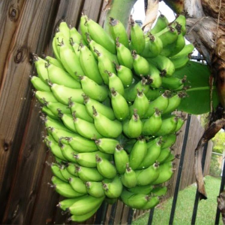 Banana Plants Dwarf Cavendish Includes Four 4 Plants