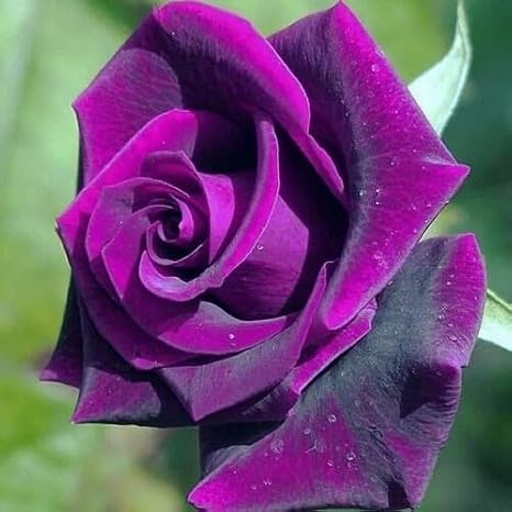 100cs Purple Rose Flower Seeds