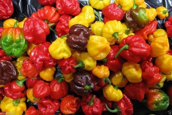 25 seeds SCOTCH BONNET PEPPER SEEDS-(Caribbean Mix) - RED,YELLOW,AND CHOCOLATE