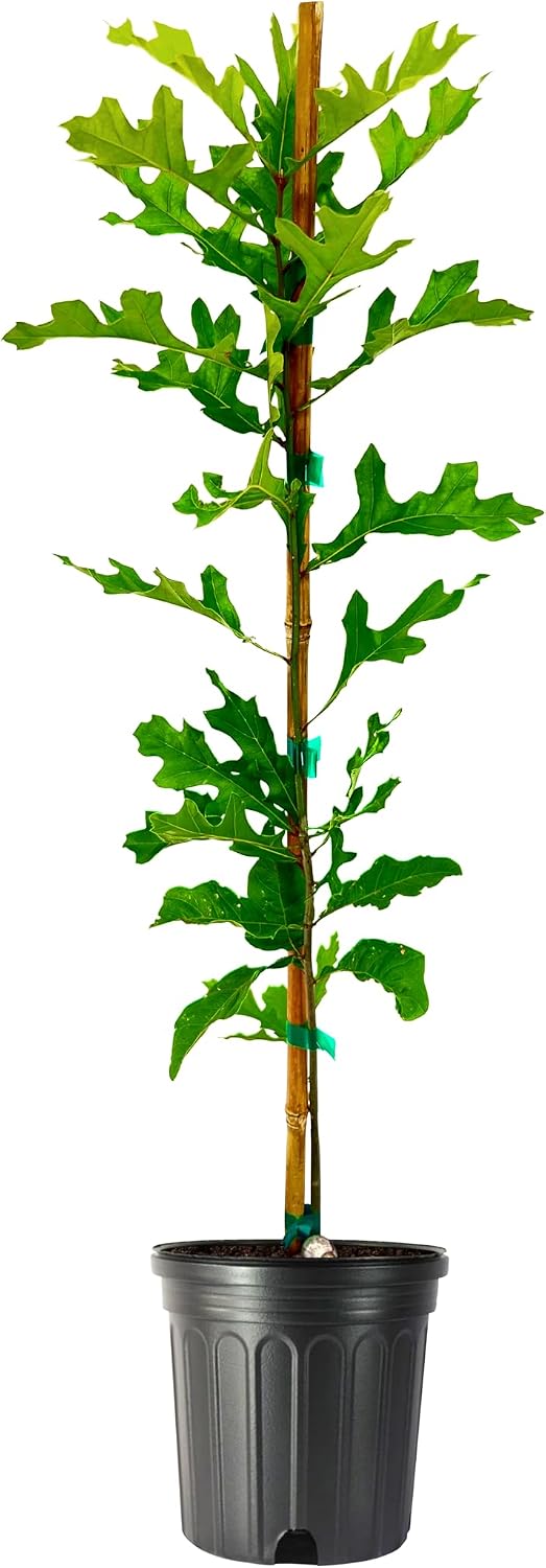 Shumard Red Oak | 1 Large Trade Gallon Size Pot | Quercus Shumardii | Shade Tree | Fast-Growing Landscape Plants