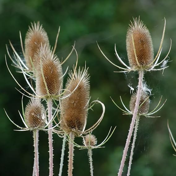Wild Teasel 400 Seeds + Plant tag + Freebie - Dipsacus Fullonum Sativus