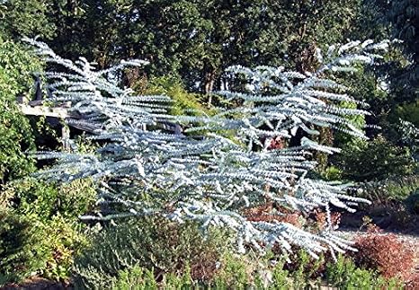 Baby Blue Eucalyptus Tree Herb 20 Seeds