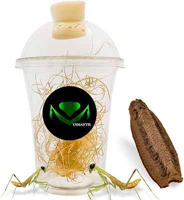 USMANTIS Carolina Praying Mantis Egg Cases Hatching Habitat Cup Pack of One Case - Package  with a Transparent Habitat Cup, Each Egg Case Produces Approximately 50 to 200 Baby Nymphs mantises
