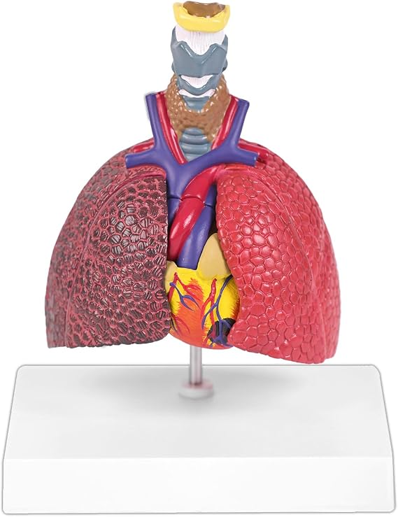 JNMFTD Human Respiratory System Model,Mini Life Size 5-Parts Healthy Pathological Lung Comparison Larynx Heart Anatomy Model Removable Organs with Manual Card PVC for Medical Study Display Educational