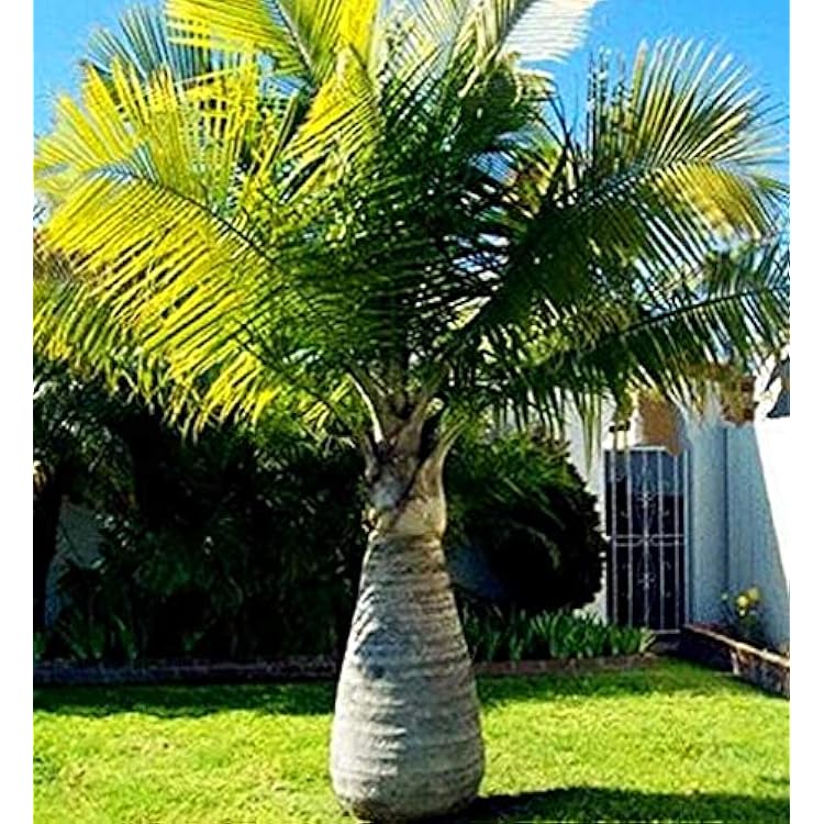 New Fresh 50pcs Green Bottle Palm Tree Seeds Generic