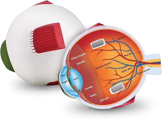 Learning Resources Cross-Section Human Eye Model