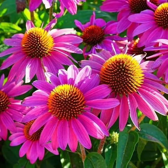 230 Purple Coneflower Seeds – Echinacea purpurea – Pink-Magenta Flowers with Coppery Cone – Hardy Perennial – Free Plant Tag