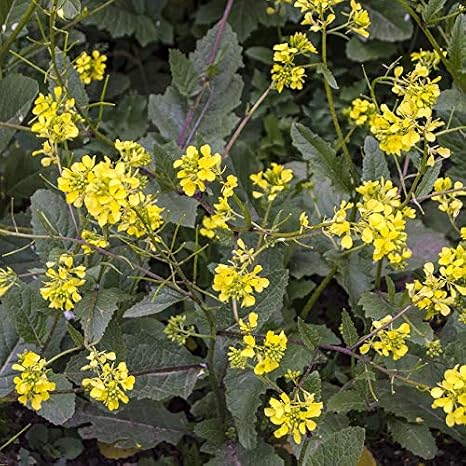 Wild Mustard Seeds 50 Seeds | Packaged in an airtight, watertight glass vial with cotton and moisture-absorbing silica for long-term seed storage.