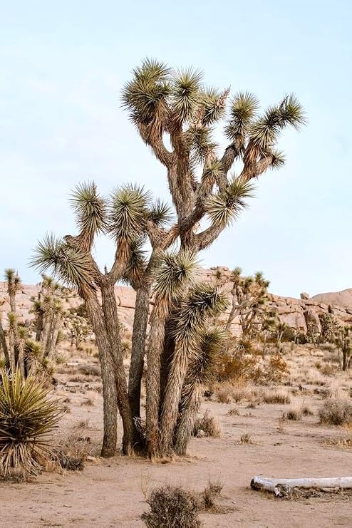 Yucca Brevifolia Joshua Tree Seeds, 10 Seeds Pack by Seeds2Go