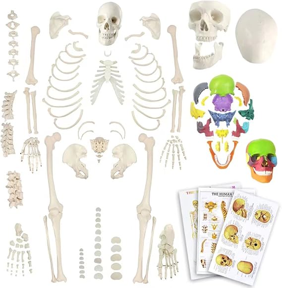 EVOTECH Disarticulated Human Skeleton Model for Anatomy 67'' Full Size