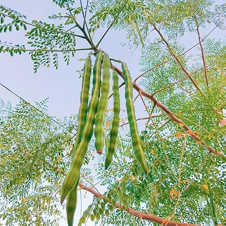 80Pcs Green Moringa Tree Seeds