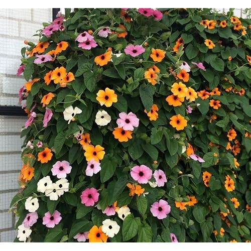 megcito Black-Eyed Suzan Flower Seed - Mixed Color 5 Seeds