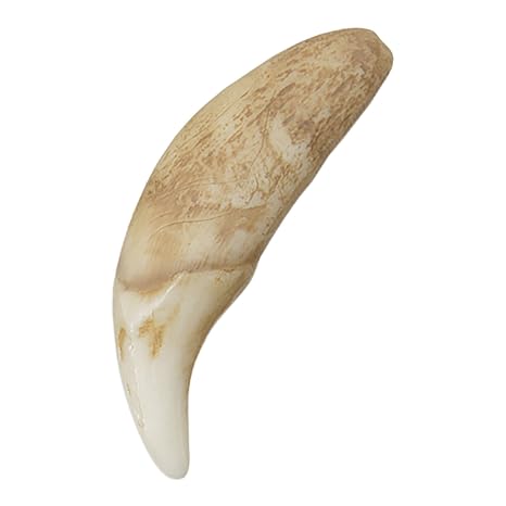 Skulls Unlimited Gray Wolf Canine (Museum Quality Replica)