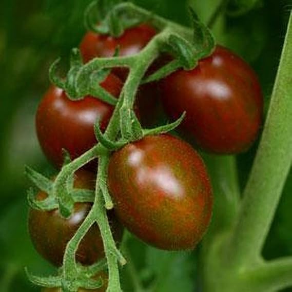 Chocolate Sprinkles Tomato Seeds