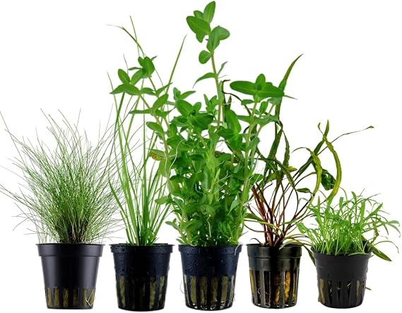AquaOne Aquarium Plants 5 x Water Plants Set with 5 Aquarium Plants